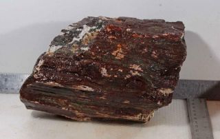 Hampton Butte Petrified Fossil Wood lapidary rough 10 lb 12 oz 6