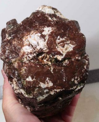 Hampton Butte Petrified Fossil Wood lapidary rough 10 lb 12 oz 7
