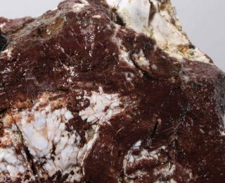 Hampton Butte Petrified Fossil Wood lapidary rough 10 lb 12 oz 8