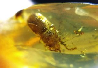 Rare Strange Beetle Burmite Cretaceous Amber Fossil Dinosaurs Era