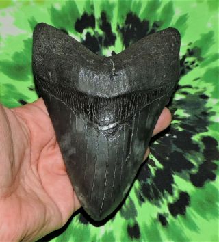 Massive 5 7/16 " Inch Megalodon Sharks Tooth No Restorations Fossil Sharks Teeth