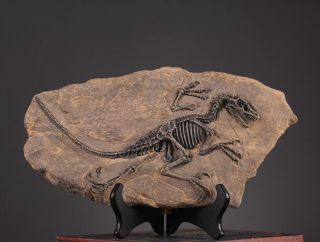 Tyrannosaurus Rex Dinosaur Fossil Jurassic Cretaceous 160 Million Years Old01