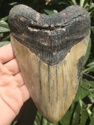 Huge Solid 5.  70” Megalodon Tooth Fossil Shark Teeth