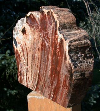 Sis: & Gorgeous 10 Lb Tiger Striped Arizona Petrified Wood Sculpture