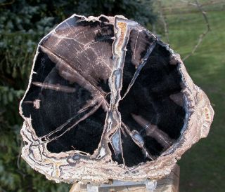 Sis: Perfect 6 " Blue Forest Petrified Wood Round - Beautifully Polished