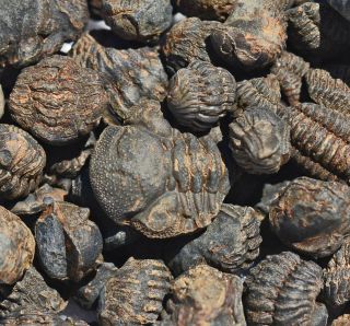 One Hundred Trilobite Fossils,  Phacops Sp,  From Morocco