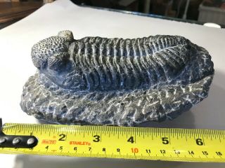 Large Trilobite Fossil (drotops Megalomanicus) From Morocco