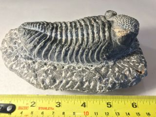 Large Trilobite fossil (Drotops megalomanicus) from Morocco 2