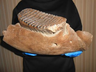 Fossil Woolly Mammoth Jaw,  Huge Tooth Molar ！ Museum Quality ！