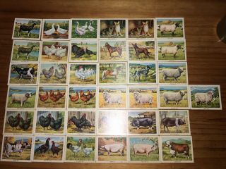 Vintage Vita - Brits Cards “australia’s Animal Wealth” 37 Cards
