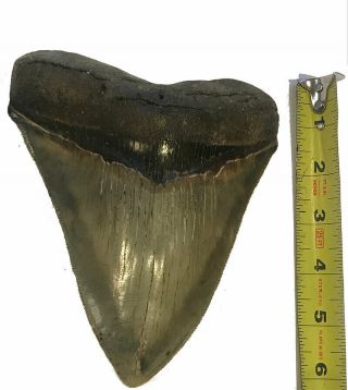 Megalodon Tooth Huge Close To 6 Inch Meg Dinosaur Fossil Museum Quality