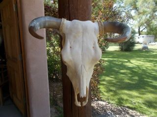 Herford Cow Skull 18 " Inch Wide Polished Bull Horn Longhorn Steer Head