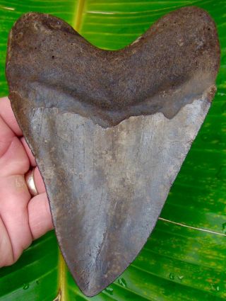 Megalodon Shark Tooth MONSTER 5 & 3/4 in.  ST.  MARY’s RIVER - NO RESTORATIONS 2