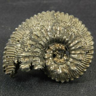 1.  7in (4.  3cm) Incredible Shine Pyrite Ammonite Kosmoceras Jurassic Fossil Russia