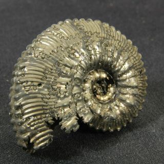 1.  7in (4.  3cm) incredible shine pyrite Ammonite Kosmoceras Jurassic fossil Russia 2
