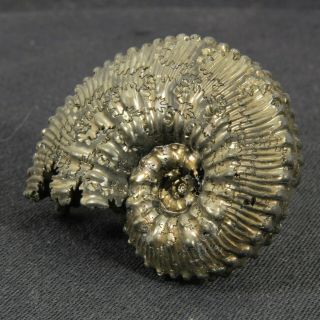 1.  7in (4.  3cm) incredible shine pyrite Ammonite Kosmoceras Jurassic fossil Russia 3