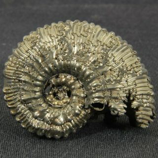 1.  7in (4.  3cm) incredible shine pyrite Ammonite Kosmoceras Jurassic fossil Russia 4