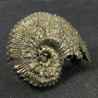 1.  7in (4.  3cm) incredible shine pyrite Ammonite Kosmoceras Jurassic fossil Russia 5