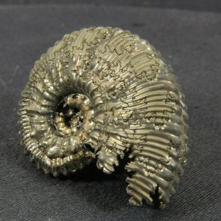 1.  7in (4.  3cm) incredible shine pyrite Ammonite Kosmoceras Jurassic fossil Russia 6