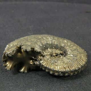 1.  7in (4.  3cm) incredible shine pyrite Ammonite Kosmoceras Jurassic fossil Russia 7