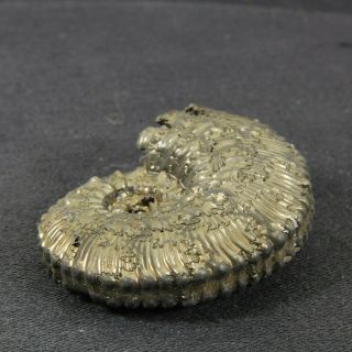 1.  7in (4.  3cm) incredible shine pyrite Ammonite Kosmoceras Jurassic fossil Russia 8