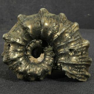 2in (5.  2cm) Pyrite Ammonite Kosmoceras Gemmatum Jurassic Callovian Russian Fossil