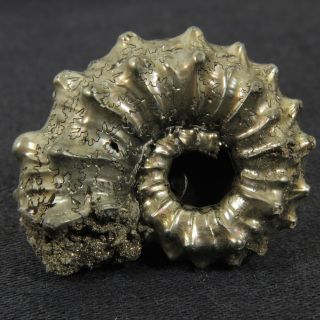 1.  3in (3.  2cm) Incredible Shine Pyrite Kosmoceras Ammonite Jurassic Fossil Russia