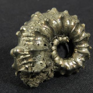1.  3in (3.  2cm) incredible shine pyrite Kosmoceras Ammonite Jurassic fossil Russia 2