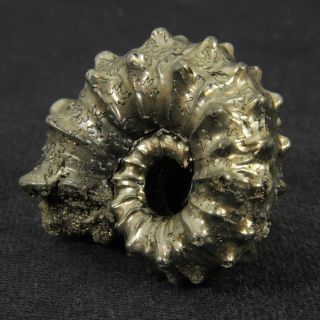 1.  3in (3.  2cm) incredible shine pyrite Kosmoceras Ammonite Jurassic fossil Russia 3