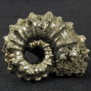 1.  3in (3.  2cm) incredible shine pyrite Kosmoceras Ammonite Jurassic fossil Russia 4