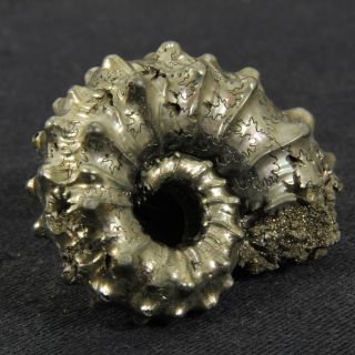 1.  3in (3.  2cm) incredible shine pyrite Kosmoceras Ammonite Jurassic fossil Russia 5