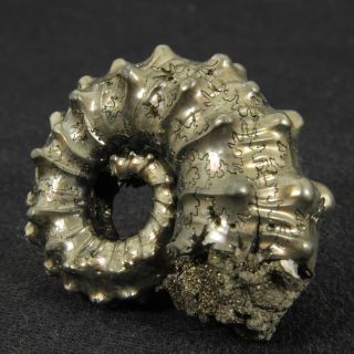 1.  3in (3.  2cm) incredible shine pyrite Kosmoceras Ammonite Jurassic fossil Russia 6