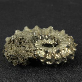 1.  3in (3.  2cm) incredible shine pyrite Kosmoceras Ammonite Jurassic fossil Russia 7
