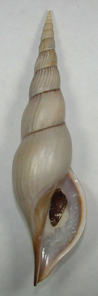Voluta Johnsoni 130.  88mm Rare Specimen Bohol Is. ,  Philippines 2005