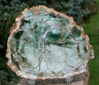 Sis: & Shamrock Green African Petrified Wood Round - Ultra - Rare