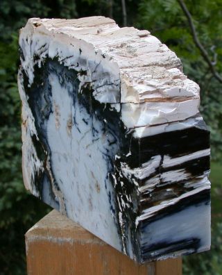 SiS: GORGEOUS BLUE & WHITE AGATE 5,  lb.  Hubbard Basin Petrified Wood Sculpture 2