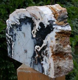 SiS: GORGEOUS BLUE & WHITE AGATE 5,  lb.  Hubbard Basin Petrified Wood Sculpture 3