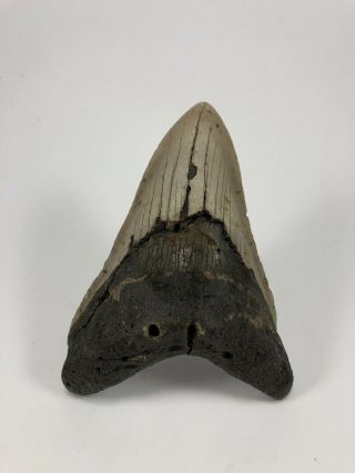 5.  18” Megalodon Fossil Giant Shark Teeth All Natural Large Ocean Tooth (b147)