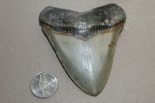 Megalodon Fossil Giant Shark Teeth Natural Large 3.  53 " Museum Quality