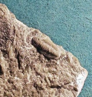 Fine And Rare 1cm Cummingella Carringtonensis Trilobite; Carboniferous,  Uk
