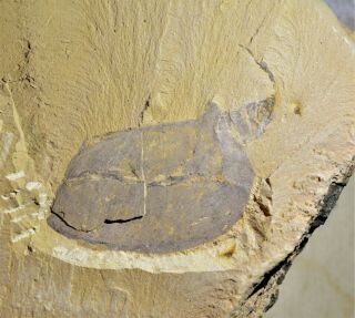 Rare Vetulicola Rectangulata Enigmatic Animal Early Cambrian Maotianshan Shales