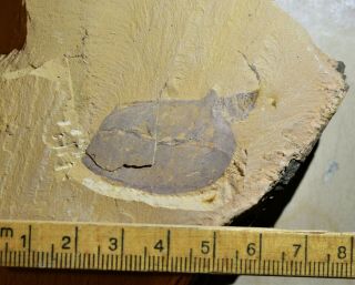 Rare Vetulicola rectangulata Enigmatic Animal Early Cambrian Maotianshan Shales 2