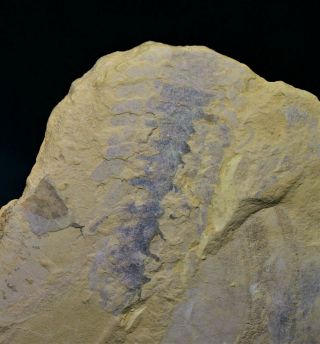 Extremely Rare Zhiwenia - Like Arthropod Early Cambrian,  Maotianshan Shales