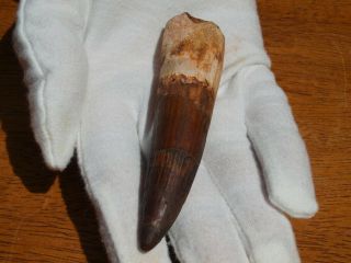 Huge Spinosaurus Dinosaur Tooth Fossil 112 Million Years Old 3.  41 " Inches