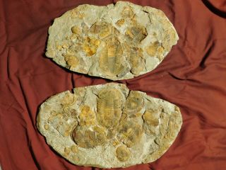 Over TWENTY Asaphellus sp Trilobite Fossils With BOTH Sides of GIANT Matrix e 10