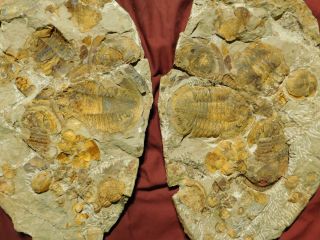 Over TWENTY Asaphellus sp Trilobite Fossils With BOTH Sides of GIANT Matrix e 11