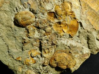 Over TWENTY Asaphellus sp Trilobite Fossils With BOTH Sides of GIANT Matrix e 12