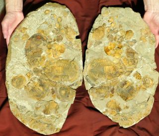Over Twenty Asaphellus Sp Trilobite Fossils With Both Sides Of Giant Matrix E