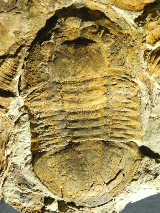 Over TWENTY Asaphellus sp Trilobite Fossils With BOTH Sides of GIANT Matrix e 2