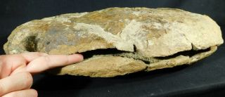 Over TWENTY Asaphellus sp Trilobite Fossils With BOTH Sides of GIANT Matrix e 3